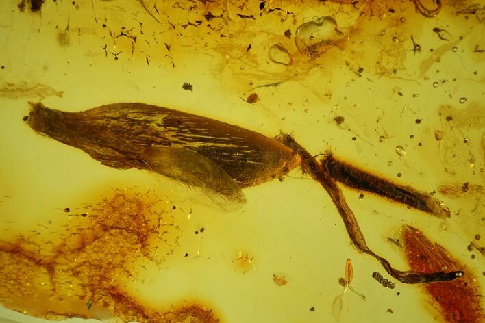 Detailed Fossil Leaf in Baltic Amber #173694